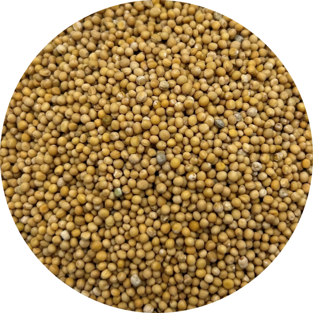 mustard-seed-yellow-whole-wholesale